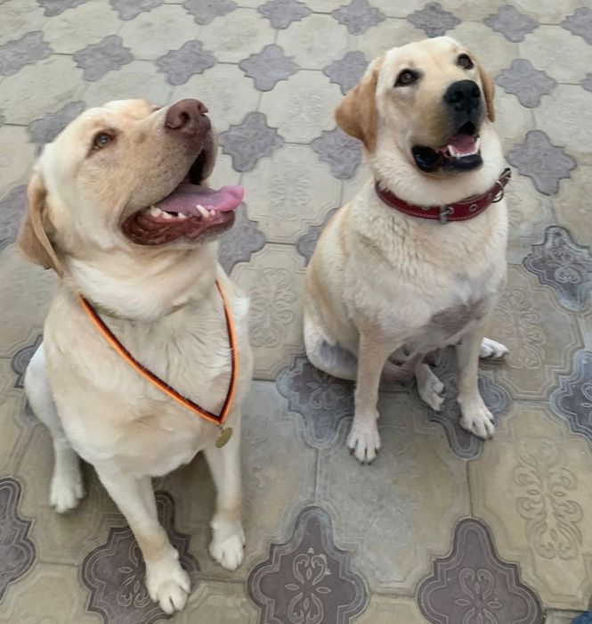 Клубный кобель лабрадора