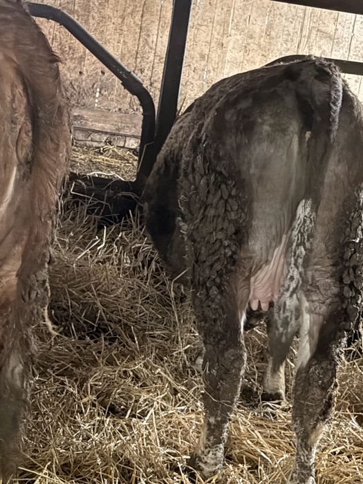 Juninci Gestante Baltata Romaneasca