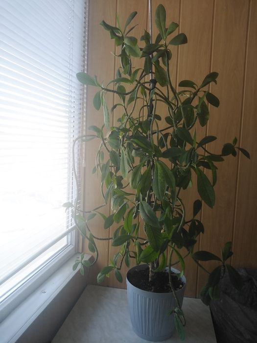 Лимонник для офиса.