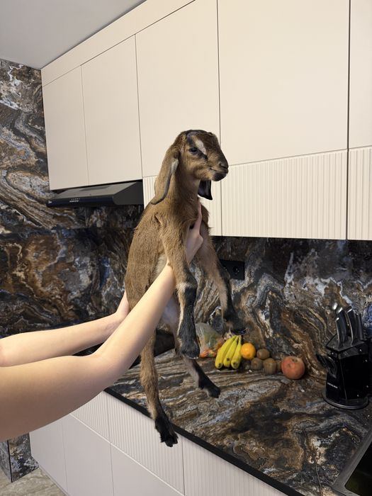 Продам молочную козочку!