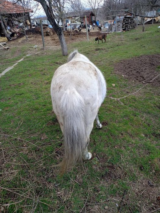 Мъжко шотландско пони