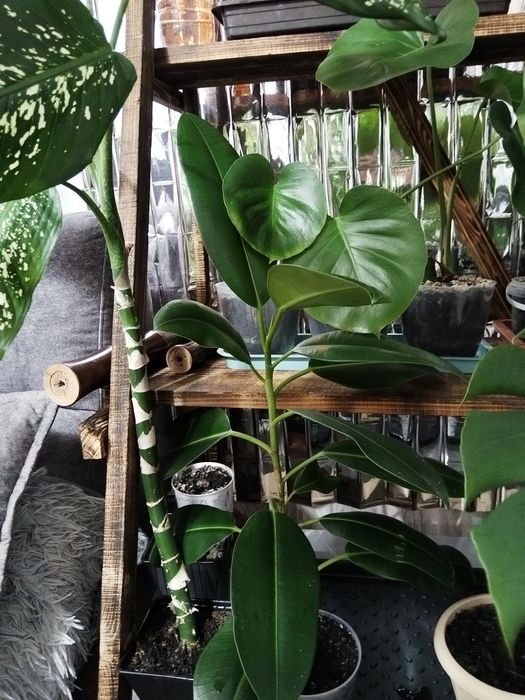 Продам комнатные растения