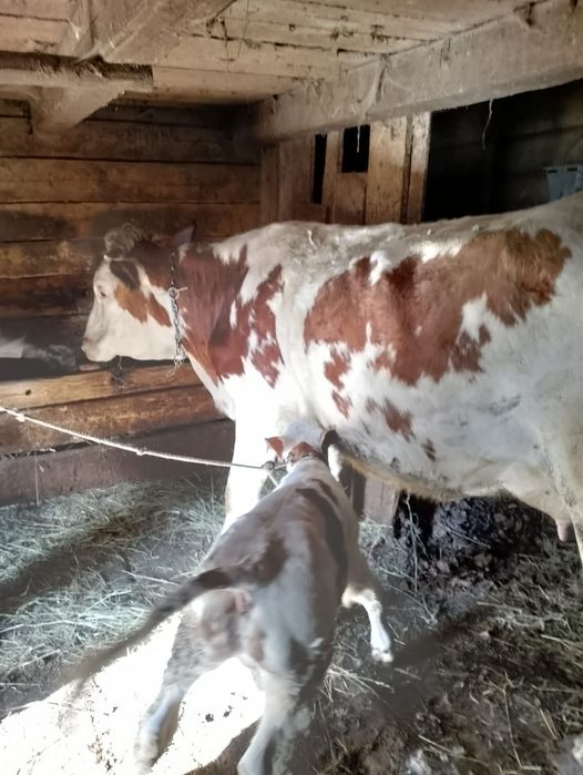 Junincă de vânzare