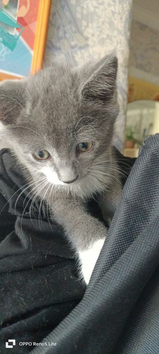 Отдам котенка в добрые руки