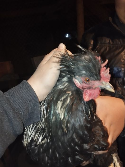 Продоётся 2 петуха