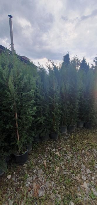 totul pentru gradina dvs