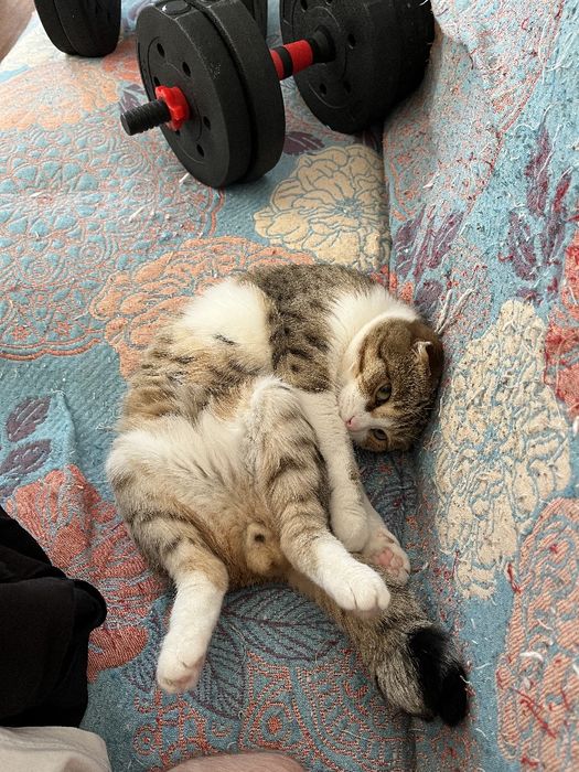 Отдам кота в добрые руки