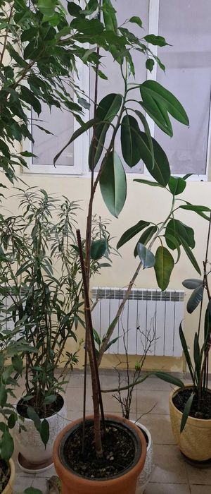 фикус высотой более 2х метров