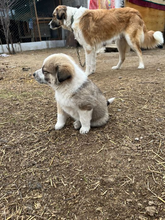 Отдам щенков даром