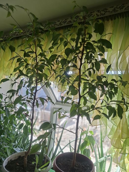 Продам Фикус Бенджамина