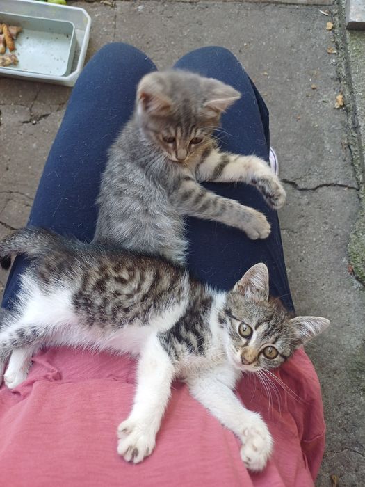 Женски гальовни котета си търсят дом