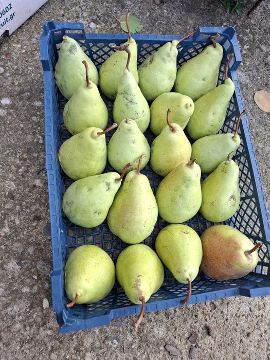 Продавам ябълки и круши
