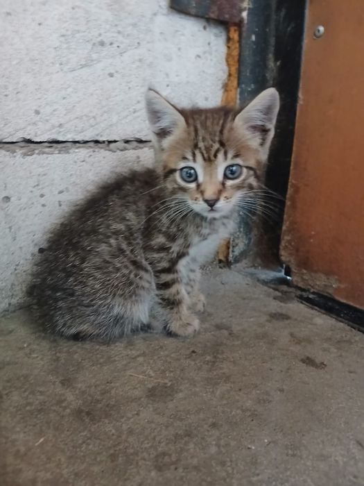 Отдадим котят в добрые руки