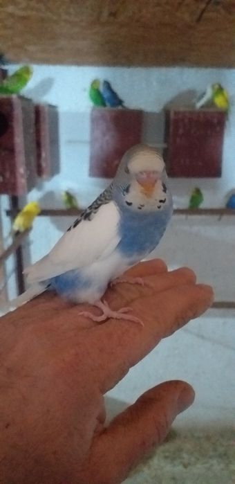 Vând papagali peruși și nimfe