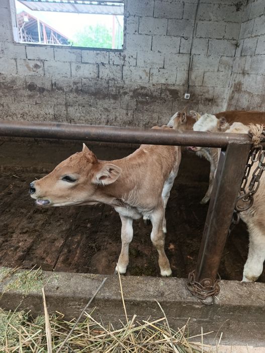 Продаются тёлочки