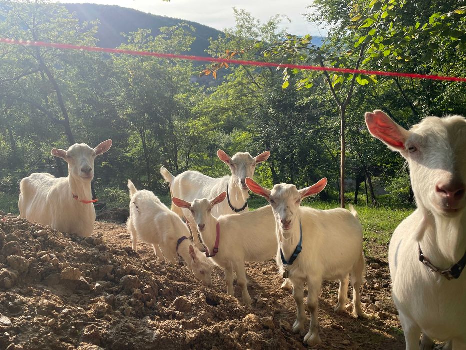 Miere de padure 100% NU sirop de zahăr !