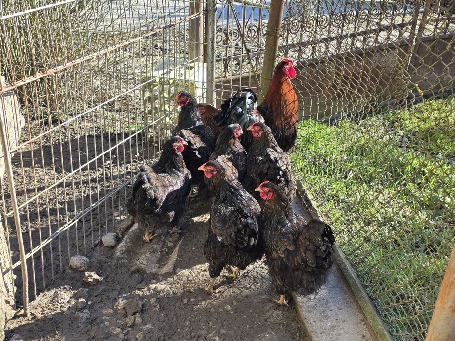 Găini Wyandotte roșu negru