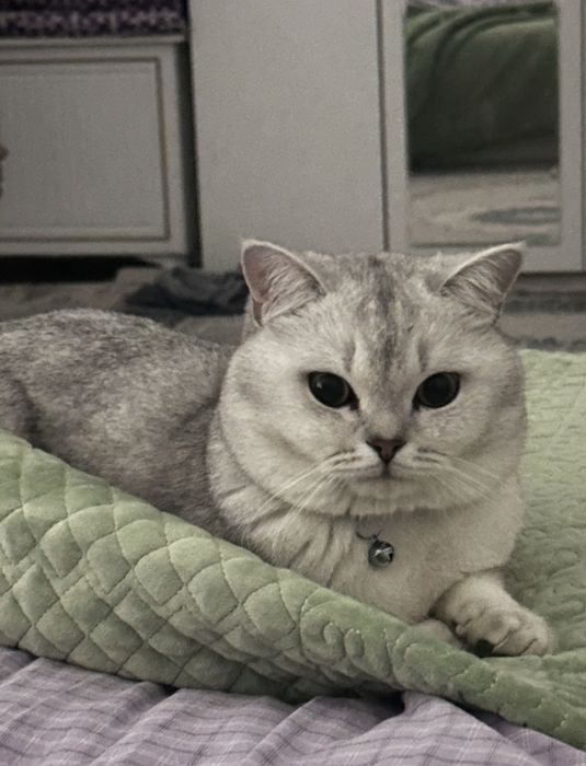 Вязка кота шиншиллы