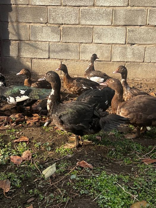 Яйцо для инкубации индоуток