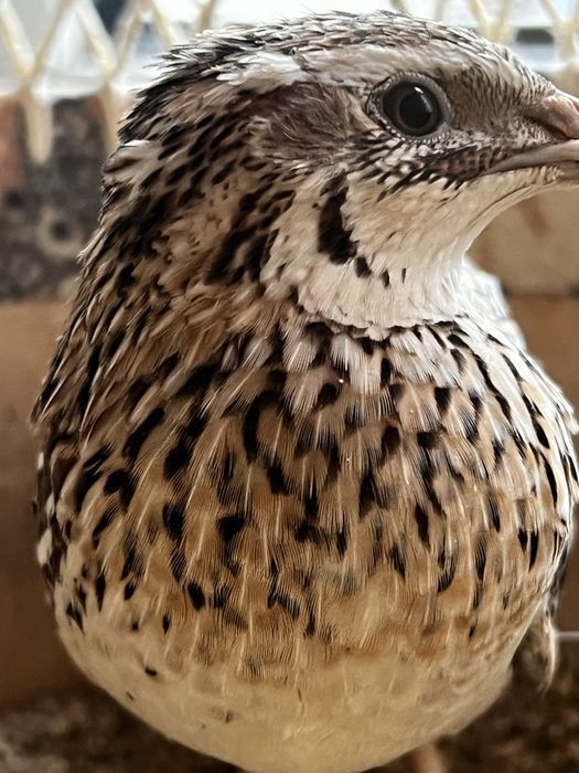 Япон манжур. Сер тухум бедана сотилади