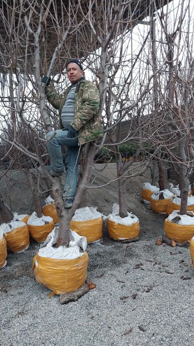 Котта дарахтлар.сотуви