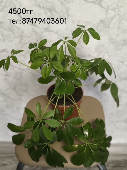 Комнатные цветы,