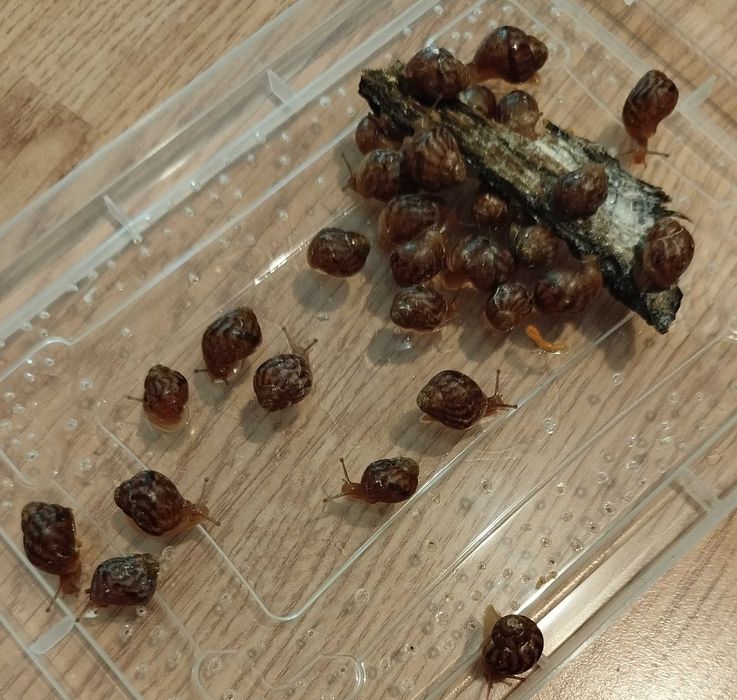 Melci africani pui