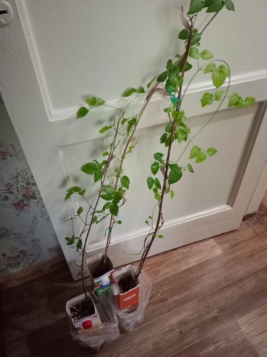 Продам малиновый клематис