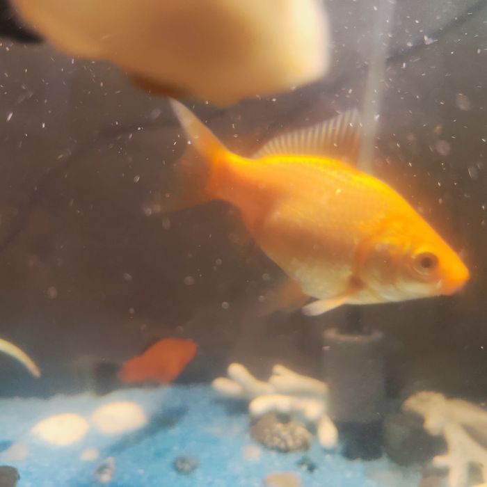 Золотая рыбка 12см-14см  самовывоз