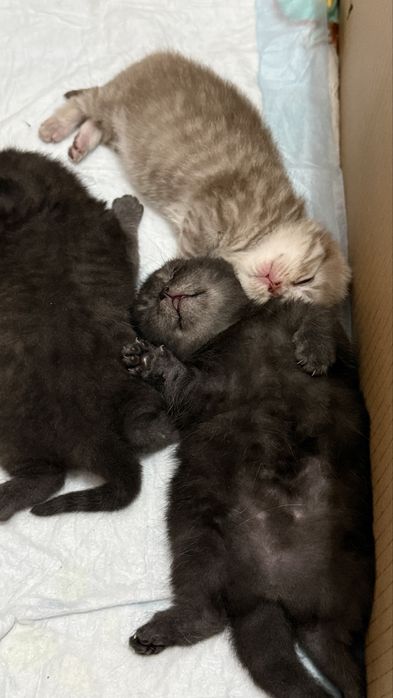 продаются шотландские котята