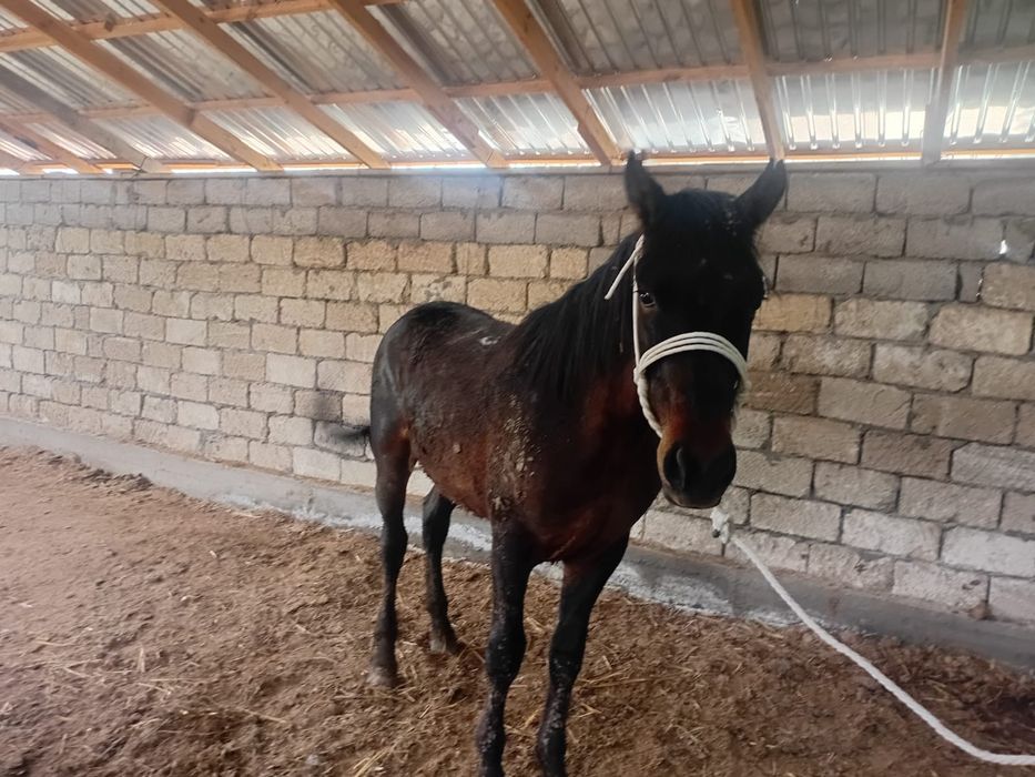 Семіз Дүнен сатылады!