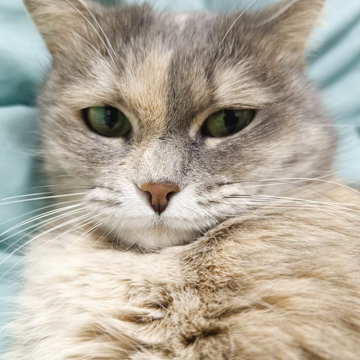 Отдам даром кошку