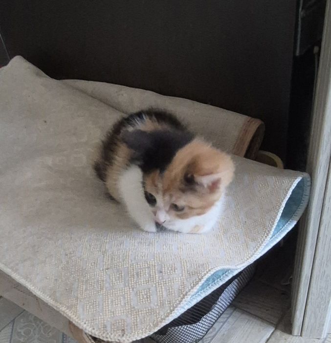 Отдам котенка девочку бесплатно