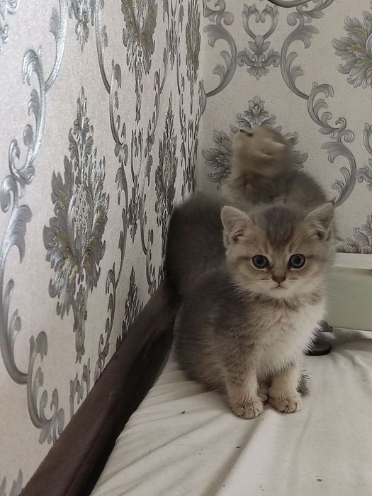 Продам  Пепельной шеншила