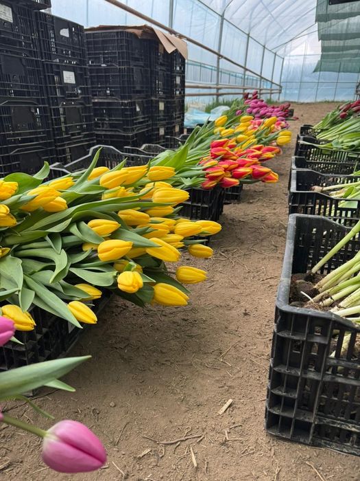 Тюльпаны оптом и в розн. От 440
