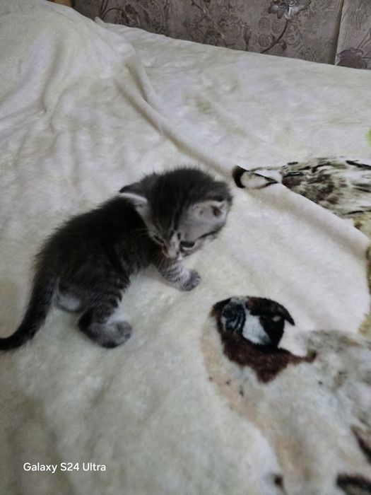 Котята домашние, в добрые руки