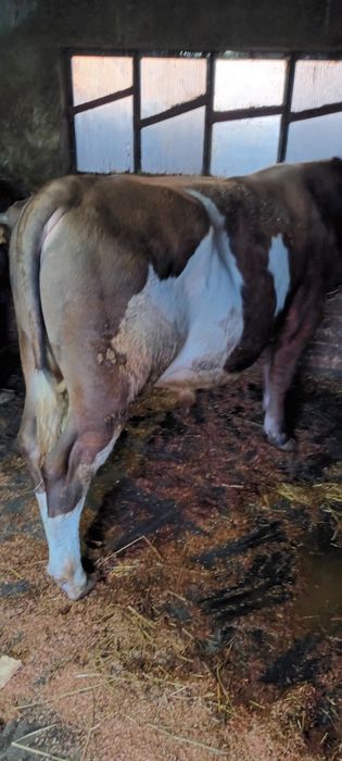 De vanzare 3 taurasi