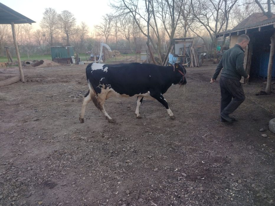 Vaci de vanzare bune de lapte
Vaci de vânzare bune de lapte – 25L/zi f