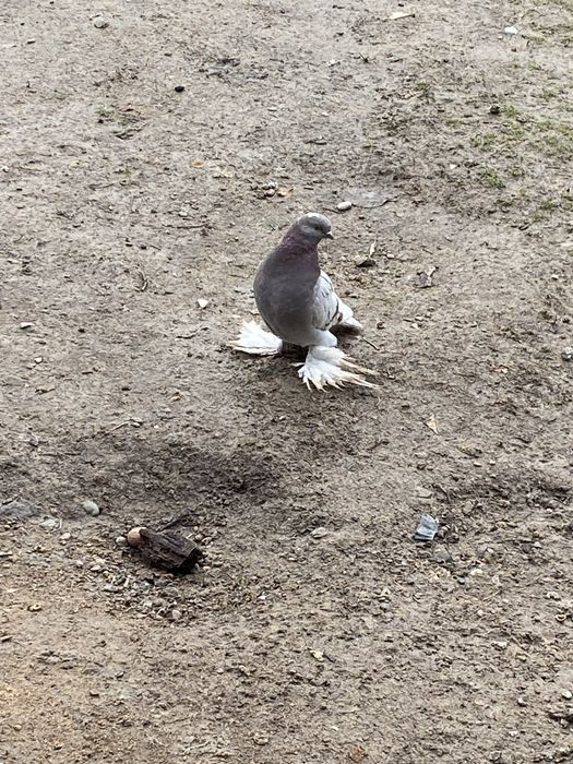 Голуби сиреневый