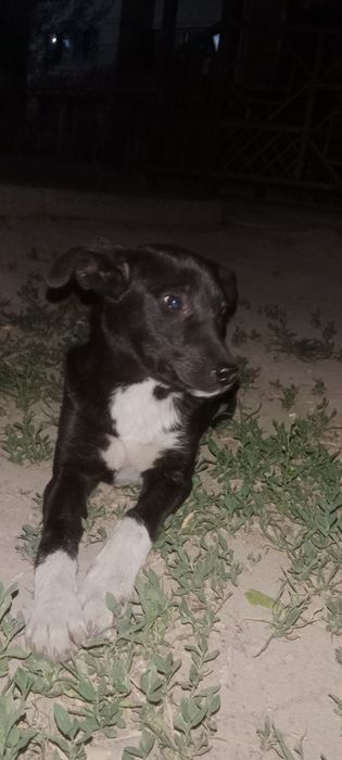 Прибился щенок, девочка.