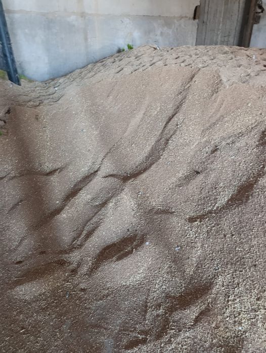 Местный Бидай.  .