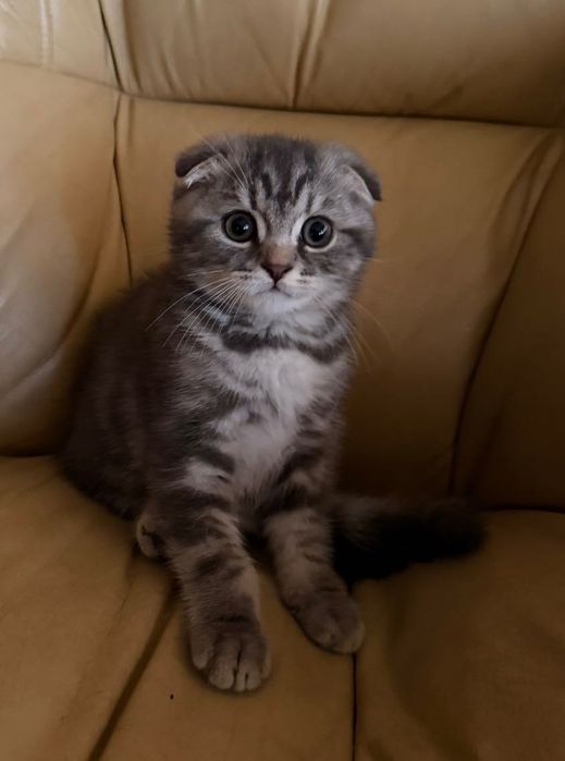 Шотландско клепоухо коте