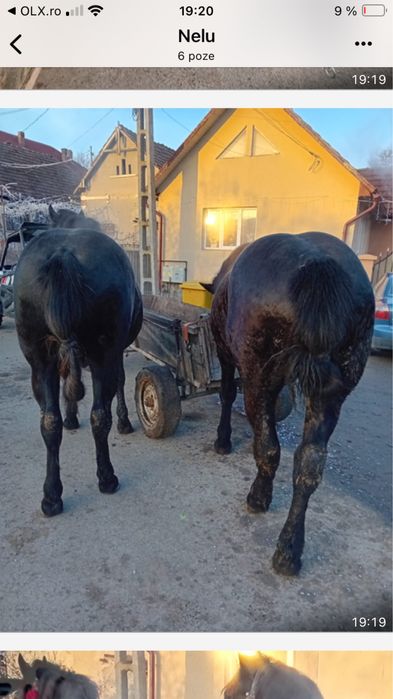 Vand manji de 1 an si 8 luni