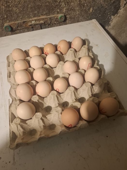Disponibile ouă și găini din rasa brachma.