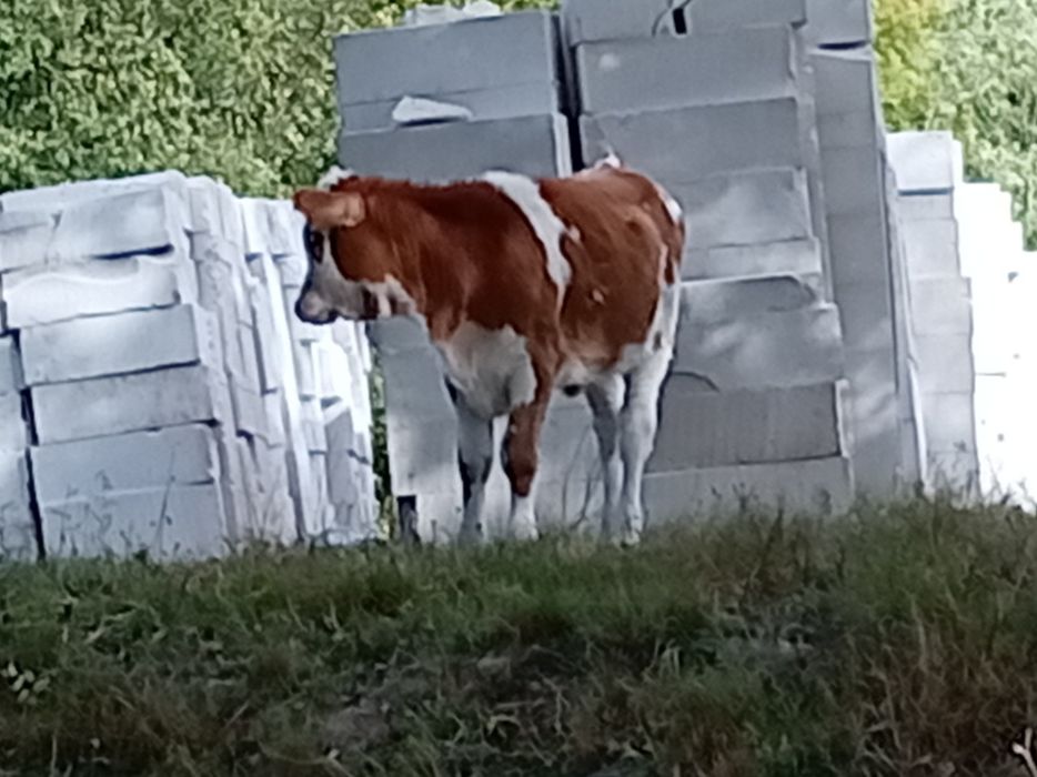Vacă cu vițeauă de vânzare