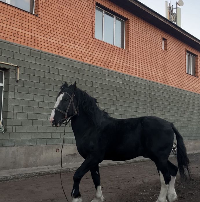 Владимирский жеребец