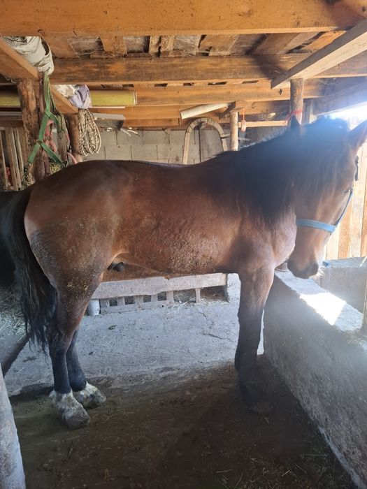 Продам жеребец иноходец