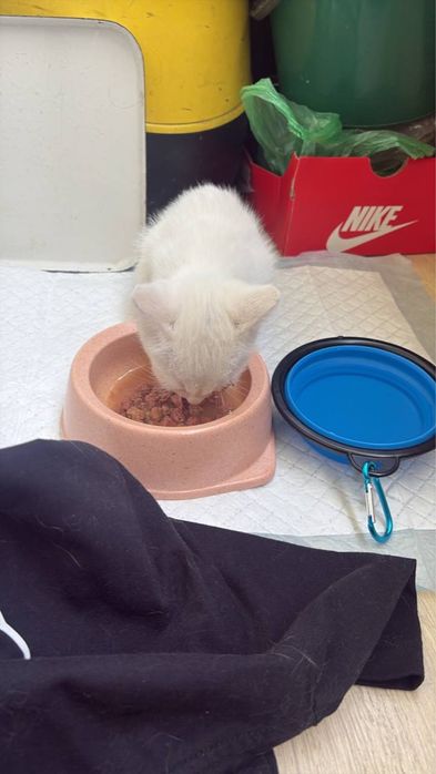 Котенок бесплатно
