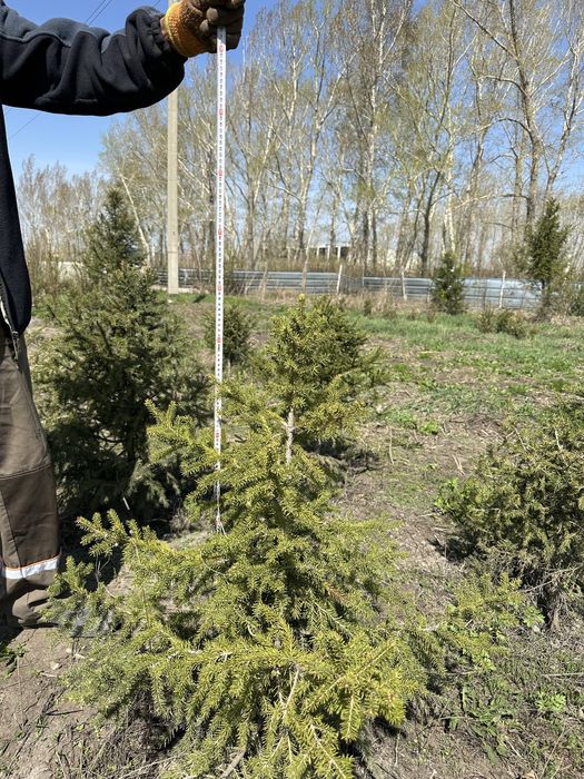 Ель, ели, ёлки ВКО