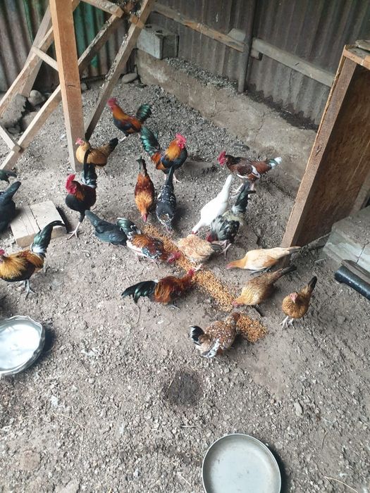 Продам карликовых курей